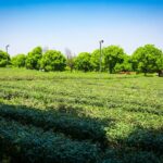 rustomjee-plots-kasara-thane-new-launch-alert